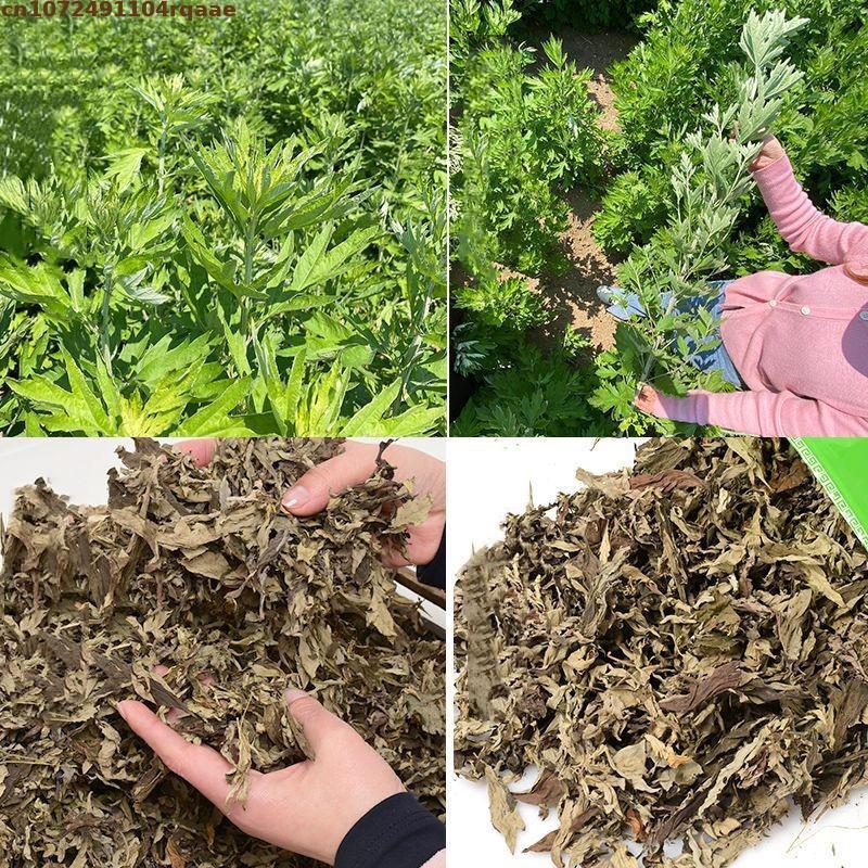 100% Natural Dried Ay Tsao Lea - Chamomile Tea review and price